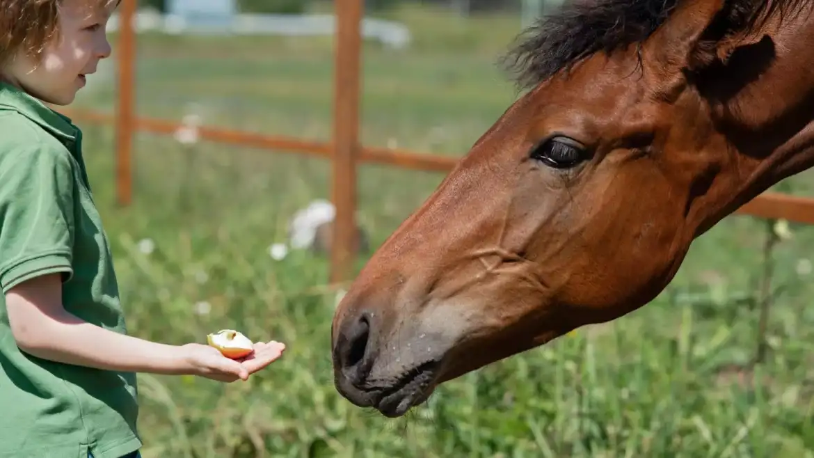 ΣΕΜΙΝΑΡΙΟ ΙΠΠΟΘΕΡΑΠΕΙΑΣ 16 – 19 ΑΠΡΙΛΙΟΥ 2026